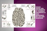 Neurologia y aprendizaje