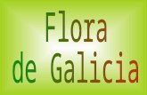 Flora de Galicia