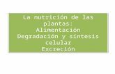 Nutrici³n plantas