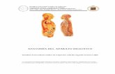 Anatomia y fisiologia aparato digetivo
