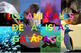 Los Animales De Las Galapagos