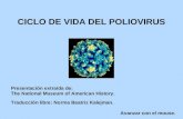 Ciclo De Vida Del Poliovirus