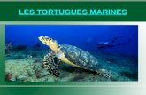 06 3-tortugues marines marta