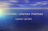 Animals I Plantes Marines