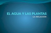 El agua y las plantas
