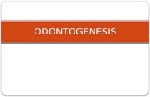 Odontogenesis  clase 2