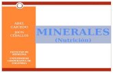 Minerales (nutricion)