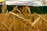 El trigo   subproductos utilizados en la alimentacion animal