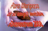 Regalo Mariposa
