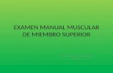Examen manual muscular demiembro superior