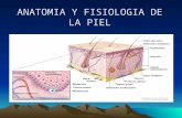 Anatomia y fisiologia de la piel
