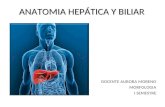 Morfologia hepatica y biliar