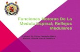 Funciones motoras de la medula espinal reflejos medulares