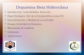 Dopamina Beta Hidroxilasa