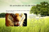 10 animales en vía de extinción