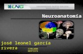 Neuroanatomía Unidad I