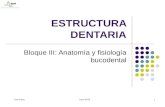 Estructura Dentaria