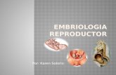 Embriologia Aparato Reproductor