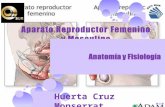 Aparato reproductor femenino y masculino