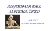 Cmc   anato - iv anatomia del sistema oseo- sal