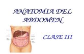 Cmc anato iii anatomia del abdomen- sal
