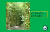 El bambu-japones dc