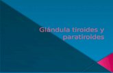 Glándula Tiroides y Paratiroides