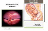 Reproducción Humana - Biologia de Quinto Año de Educacion Media General - Profesora Lourdes Levy - Febrero 2014