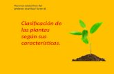 Clasificación de las plantas según sus características
