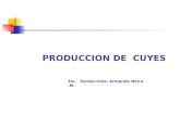 Produccion De  Cuyes