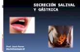 Secreción salival y gástrica 2013