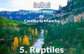 Ecosistemas de Castilla-la Mancha (5.Reptiles)