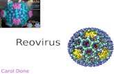 Reovirus y Calicivirus