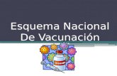 Esquema nacional de vacunación 2013