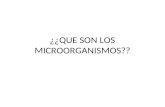 Expo electiva 1_(que_son_los_microorganismos)[1]