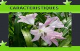 Les plantes classificació i característiques