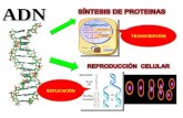 Sintesis de proteinas 1