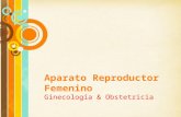 Anatomia aparato reproductor femenino