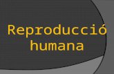 Reproducci³ humana