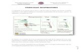 Fisiologia respiratoria CUIDADOS DE ENFERMERIA - ENFERMERIA DE URGENCIAS EMERGENCIAS