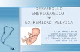 Desarrollo embriologico de m.p.