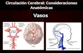 Circulación Sanguínea Cerebral: Consideraciones Anatómicas