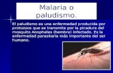 Malaria dr santana