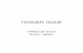 Fisiología celular. mitosis y meiosis ppt