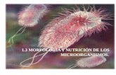 Morfologia, Taxonomia Y NutricióN De Los Microorganismos