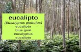 Eucalipto (Eucalyptus globulus e outros)