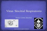 5.  Virus Sincitial Respiratorio