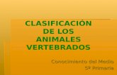 Clasificación Animales Vertebrados