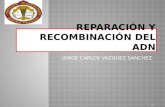 Reparación y recombinación del adn