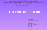 Sistema muscular1